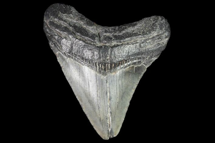 Juvenile Megalodon Tooth - Georgia #101379